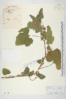 蒼耳藏品圖，第1張