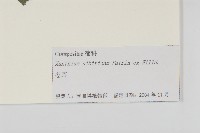 蒼耳藏品圖，第3張