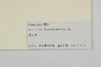 野艾蒿藏品圖，第3張