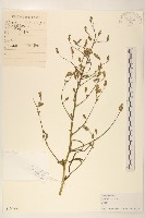 鵝仔草藏品圖，第1張