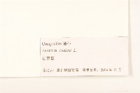 鵝仔草藏品圖，第3張