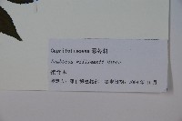 接骨木，木蒴藋藏品圖，第2張