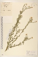 全葉馬蘭藏品圖，第1張