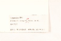 全葉馬蘭藏品圖，第3張