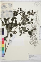 唐松草藏品圖，第1張