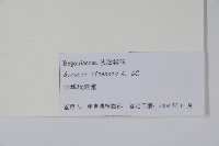 中華秋海棠藏品圖，第2張