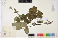 大葉鐵線蓮藏品圖，第1張