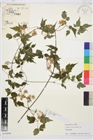 短尾鐵線蓮藏品圖，第1張