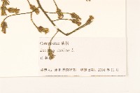 鵝仔草藏品圖，第3張