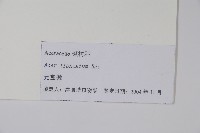 元寶槭藏品圖，第2張