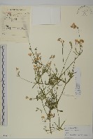 桃色女婁菜藏品圖，第1張