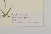 桃色女婁菜藏品圖，第3張