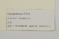 石竹、洛陽花、剪絨花藏品圖，第3張