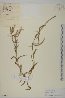 石竹、洛陽花、剪絨花藏品圖，第1張