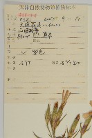石竹、洛陽花、剪絨花藏品圖，第2張
