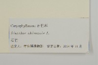石竹、洛陽花、剪絨花藏品圖，第3張