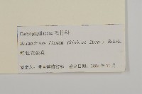 堅硬女婁菜藏品圖，第3張