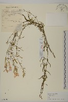 石竹、洛陽花、剪絨花藏品圖，第1張