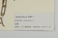 石竹、洛陽花、剪絨花藏品圖，第2張