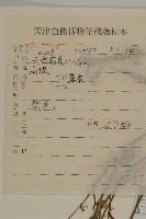 石竹、洛陽花、剪絨花藏品圖，第3張