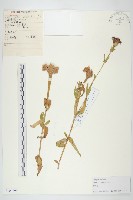 百日菊藏品圖，第1張