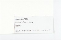 百日菊藏品圖，第3張