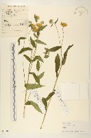 旋覆花藏品圖，第1張