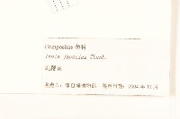 旋覆花藏品圖，第3張