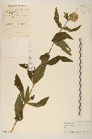 林氏澤蘭藏品圖，第1張