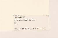 林氏澤蘭藏品圖，第3張