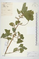 蒼耳藏品圖，第1張