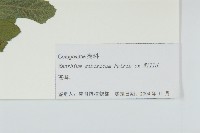 蒼耳藏品圖，第3張