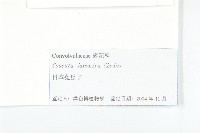 日本菟絲子藏品圖，第3張