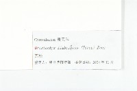 瓦松藏品圖，第3張