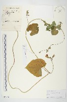 圓葉牽牛藏品圖，第1張