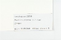 圓葉牽牛藏品圖，第3張