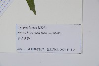 多歧沙參藏品圖，第2張