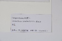 薺苨藏品圖，第2張