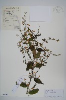 石沙參藏品圖，第1張