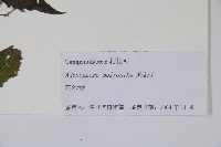 石沙參藏品圖，第2張