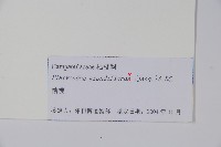 桔梗藏品圖，第2張