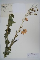 桔梗藏品圖，第1張