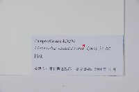 桔梗藏品圖，第2張