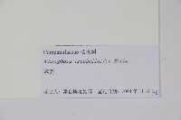 薺苨藏品圖，第2張