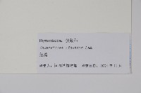 角蒿藏品圖，第2張