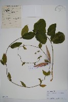 蘿藦藏品圖，第1張