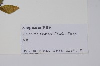 蘿藦藏品圖，第2張