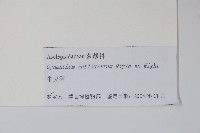 牛皮消藏品圖，第2張