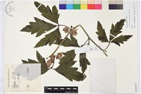 草烏頭藏品圖，第1張