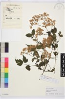 短尾鐵線蓮藏品圖，第1張